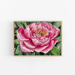 Single Very Large Pink Peony