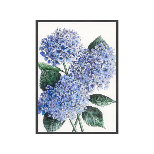 BLUE HYDRANGEAS Fine Art Watercolor Print