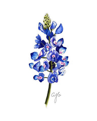 Texas Wildflowers: Watercolor Workshop
