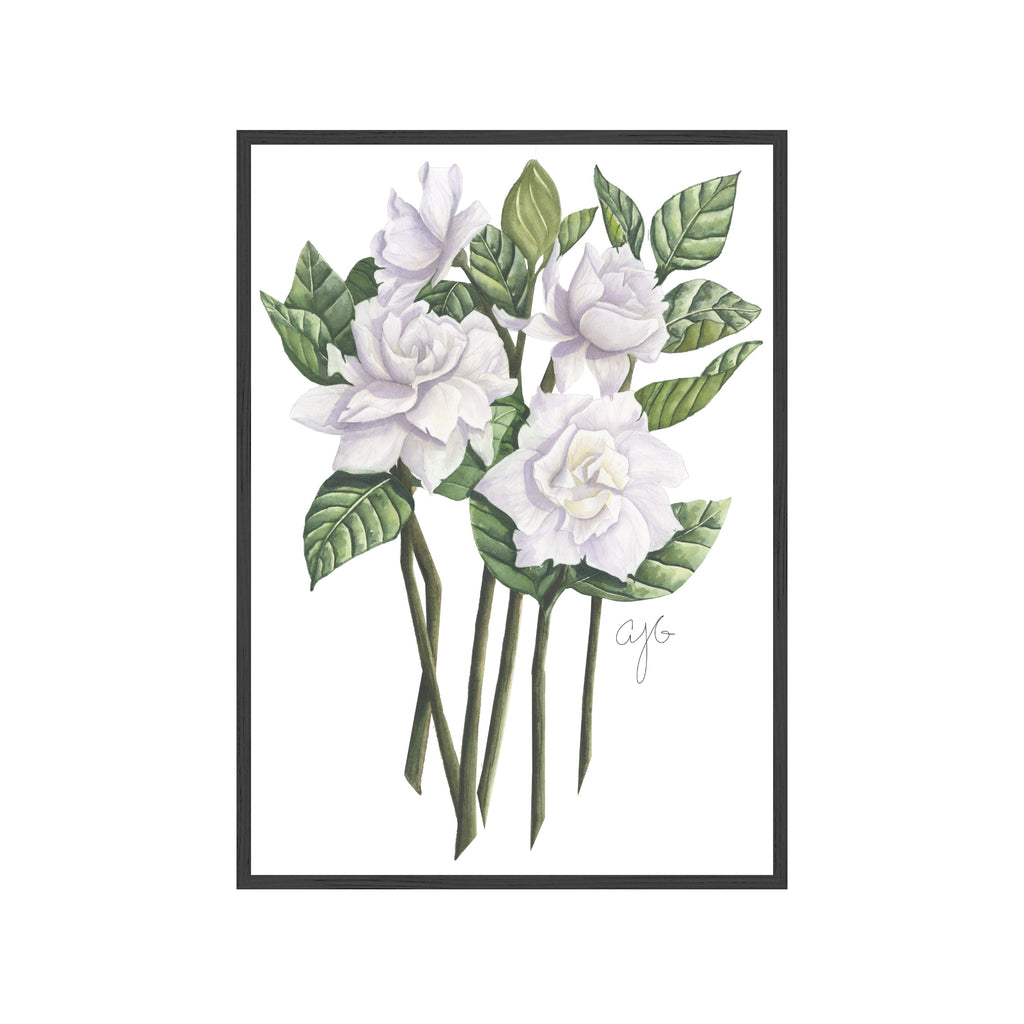 GARDENIAS Fine Art Watercolor Print