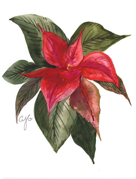 Single Poinsettia