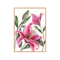 PINK STARGAZER LILY Fine Art Watercolor Print