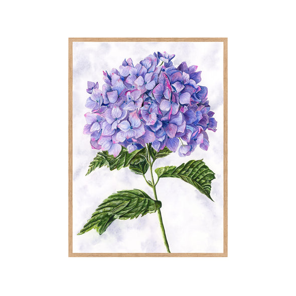 PURPLE HYDRANGEA Fine Art Watercolor Print