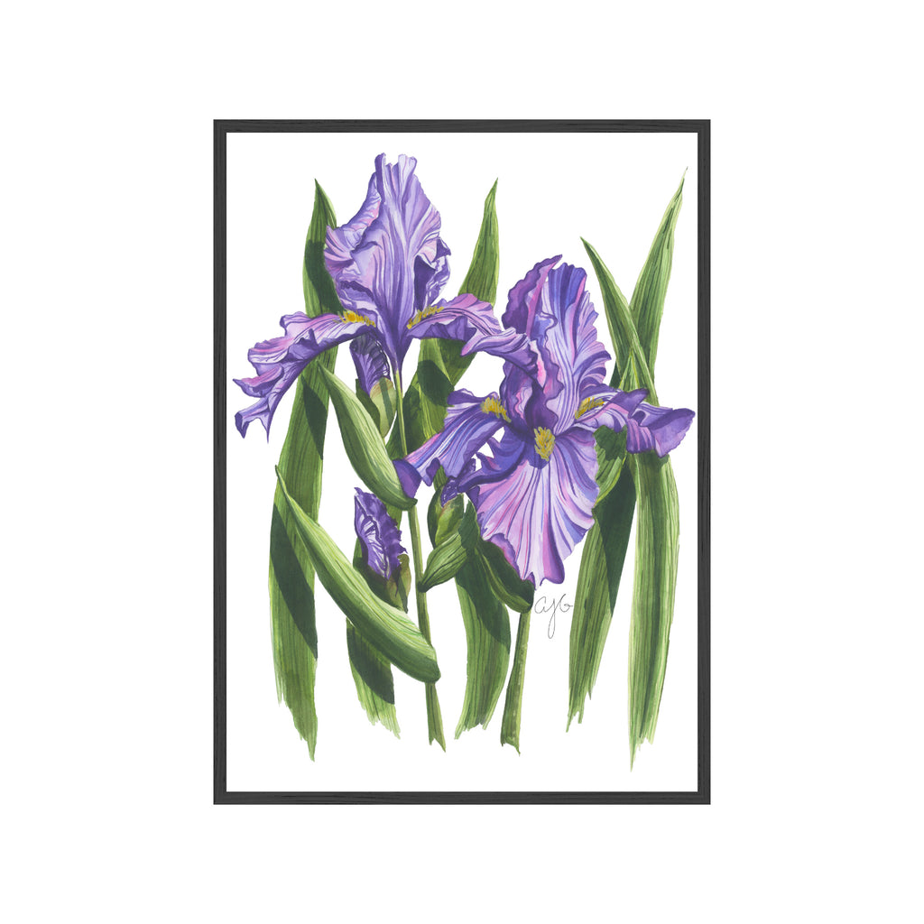 PURPLE IRISES Fine Art Watercolor Print
