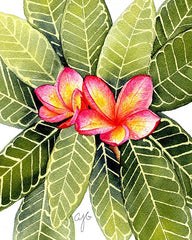 Plumeria: Refresh Collection