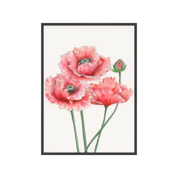 LARGE RED POPPIES Fine Art Watercolor Print