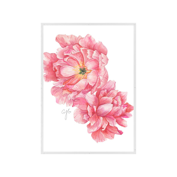 TWO PINK PEONIES Fine Art Watercolor Print
