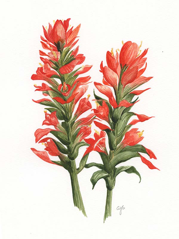 North American Wildflowers, Watercolor Clipart, Flowers of North America,  Watercolor Botanical Illustration, Native American Wildflowers 