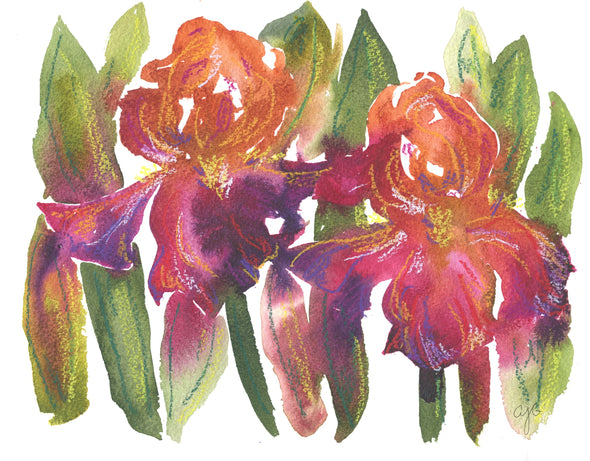 Rainbow Irises